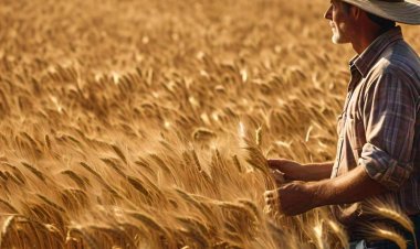 पिकांच्या नुकसानीबाबत विमा कंपनीस ७२ तासांच्या आत सूचित करण्याचे आवाहन